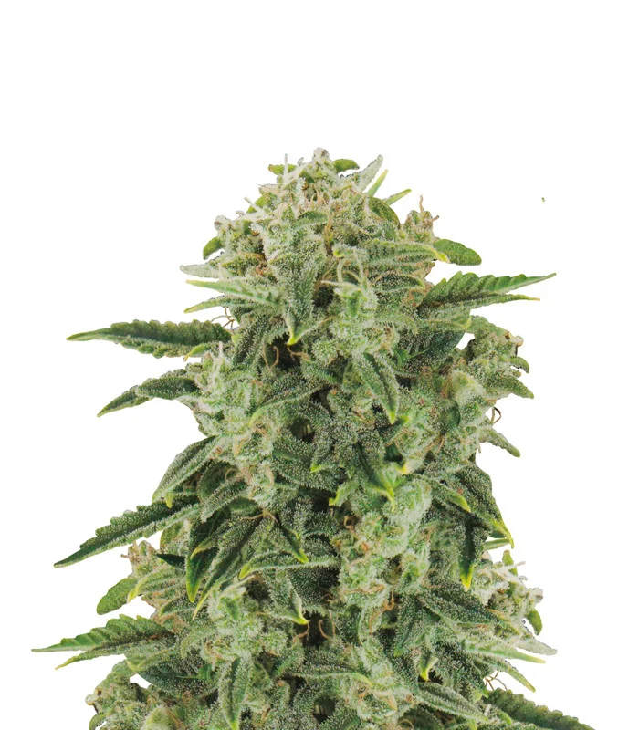 Great White Shark Regular