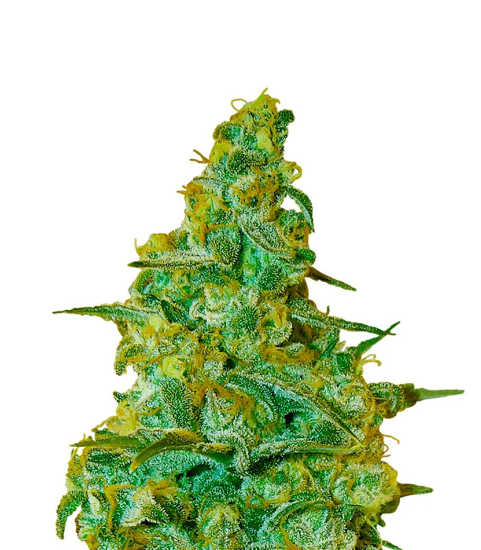 Lemon Pie Regular