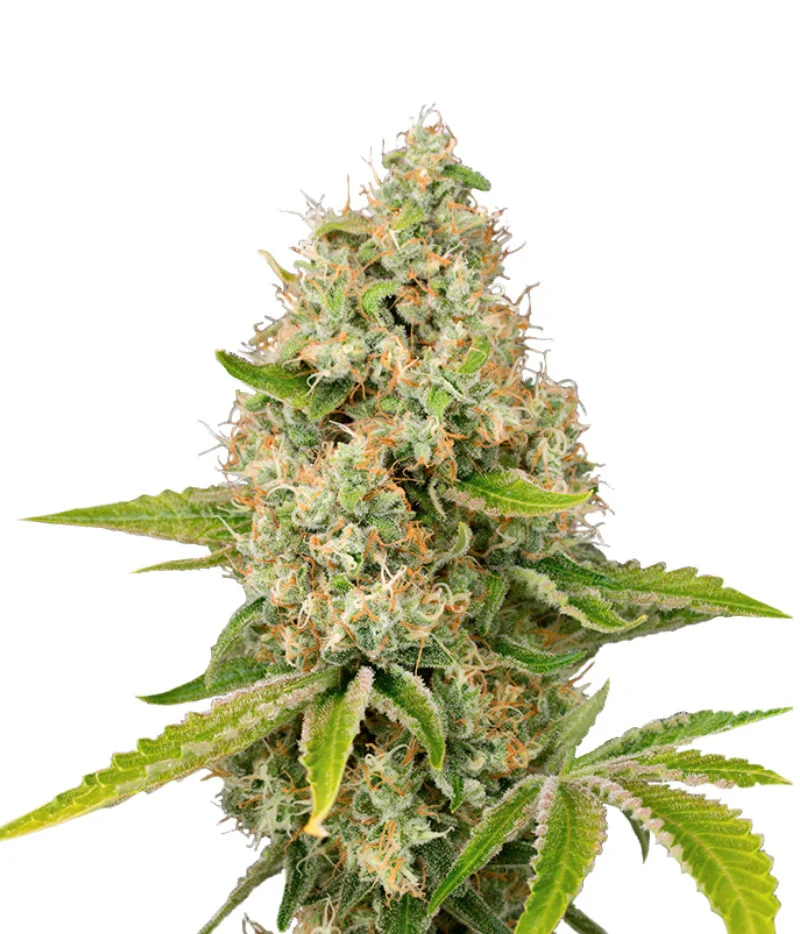 Sour Tangie
