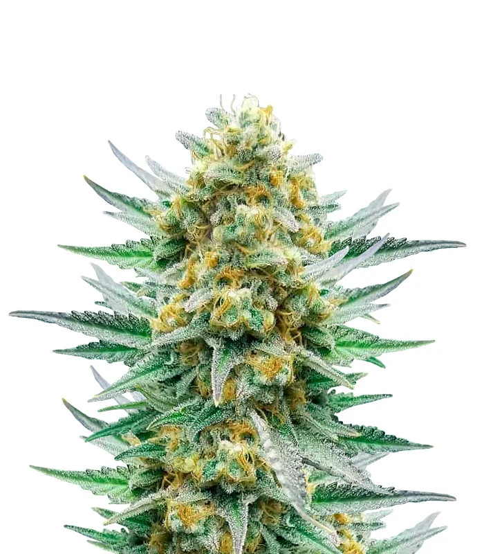 Lemon OG Fast