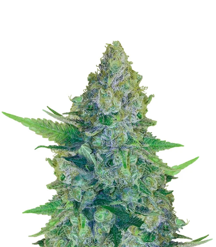 Sugar Black Rose Regular
