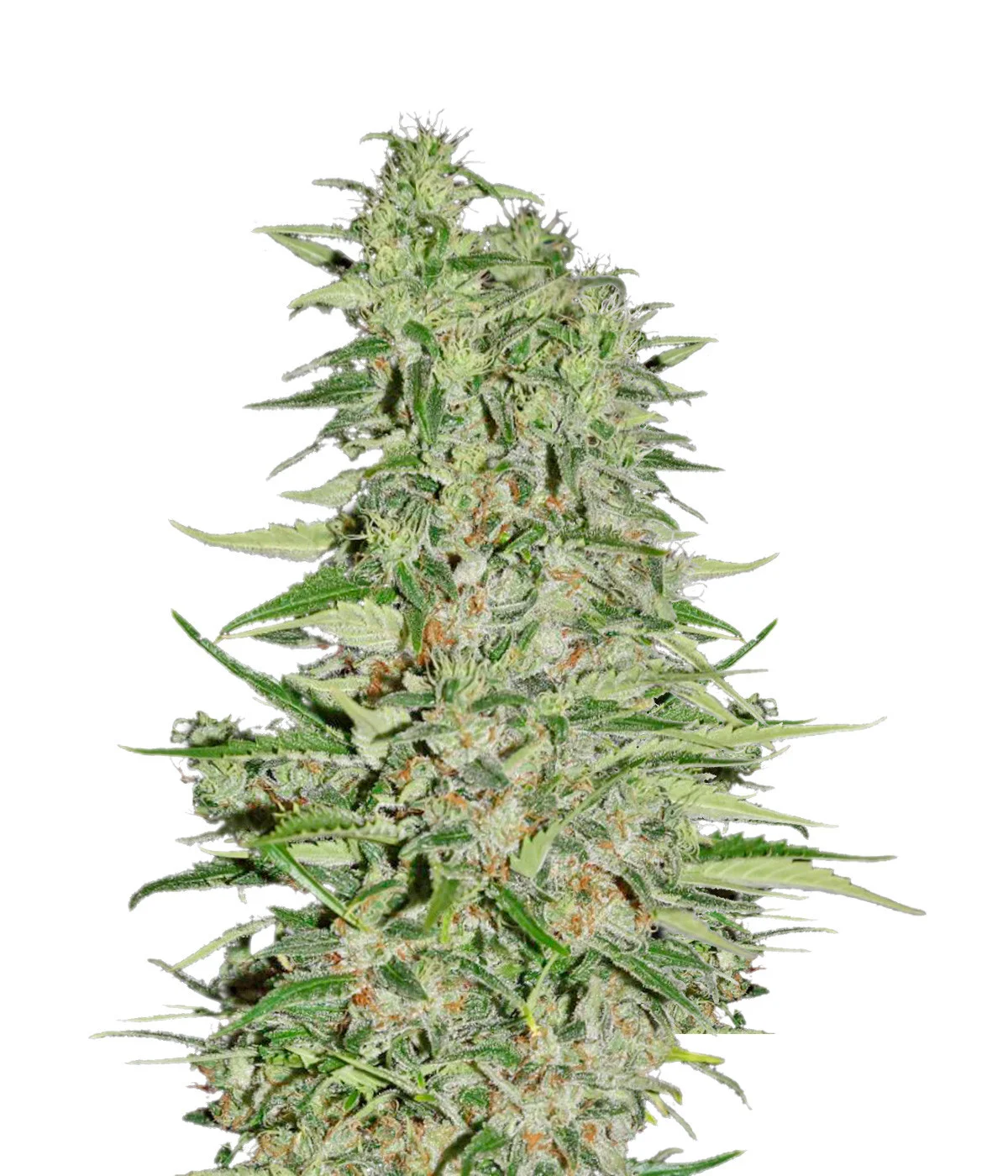 Strawpicanna