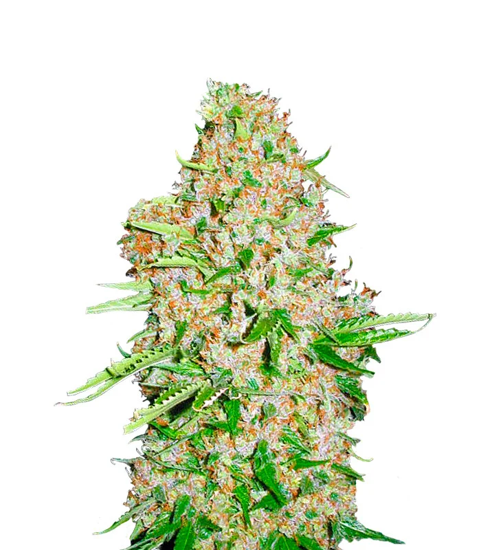 Star Killer Regular