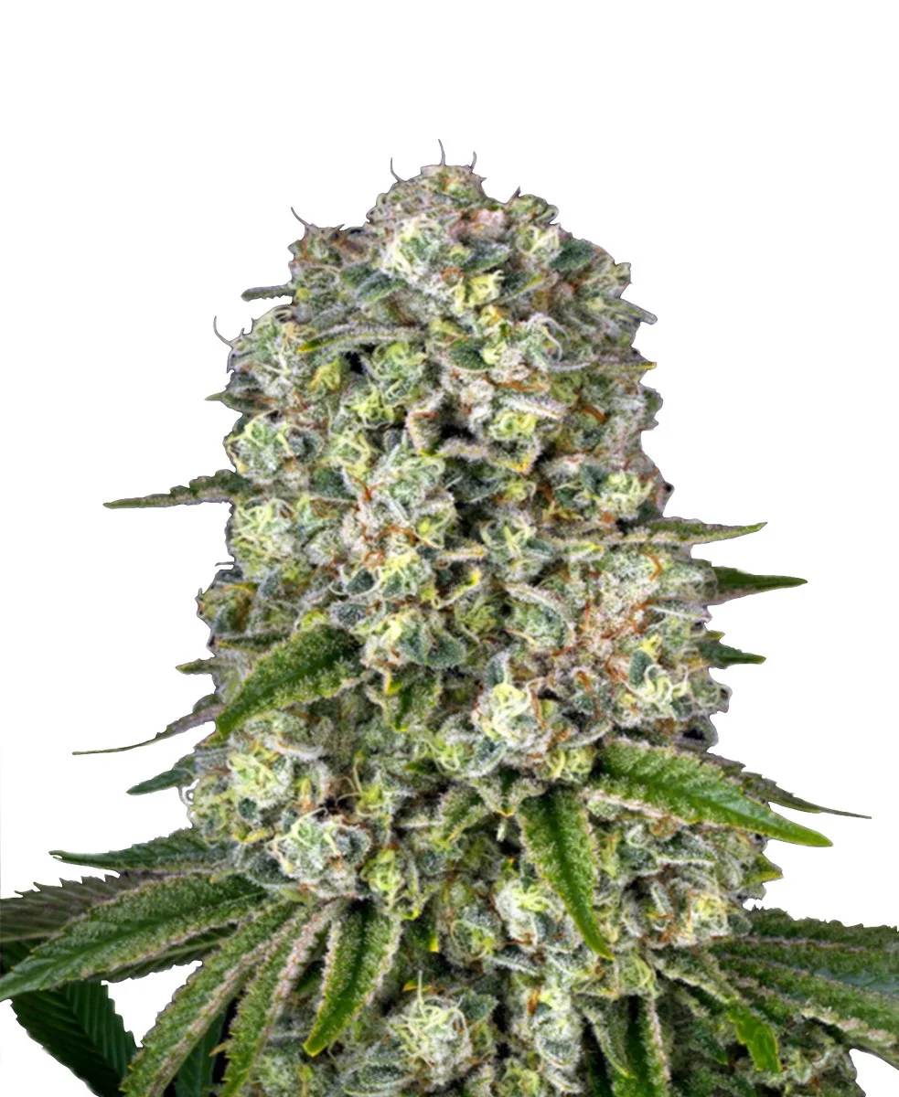 Agent Orange