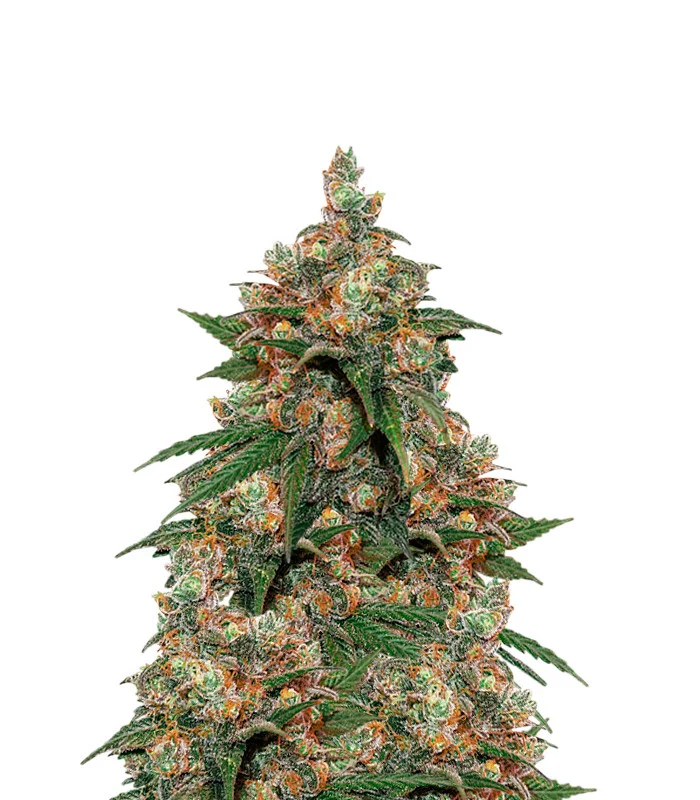 Magnum Auto