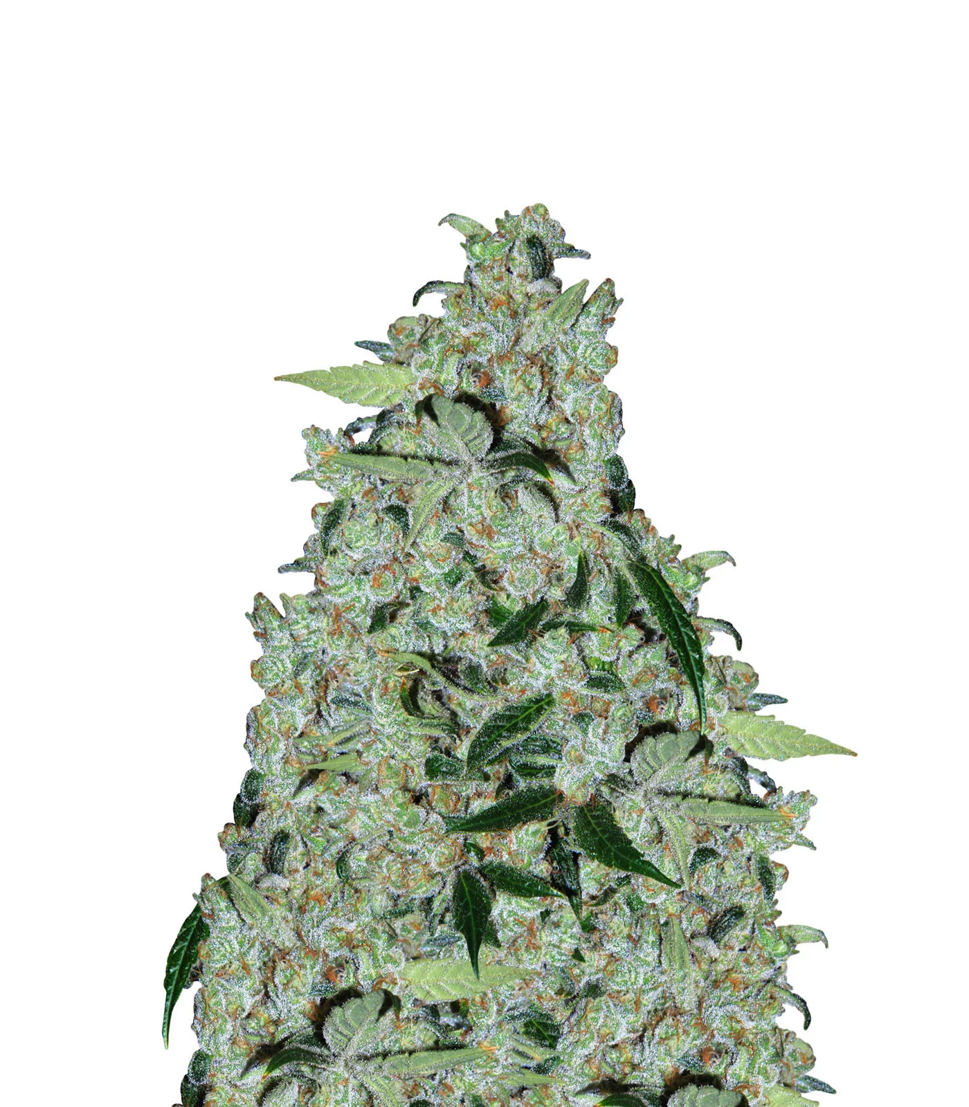 Chiquita Banana