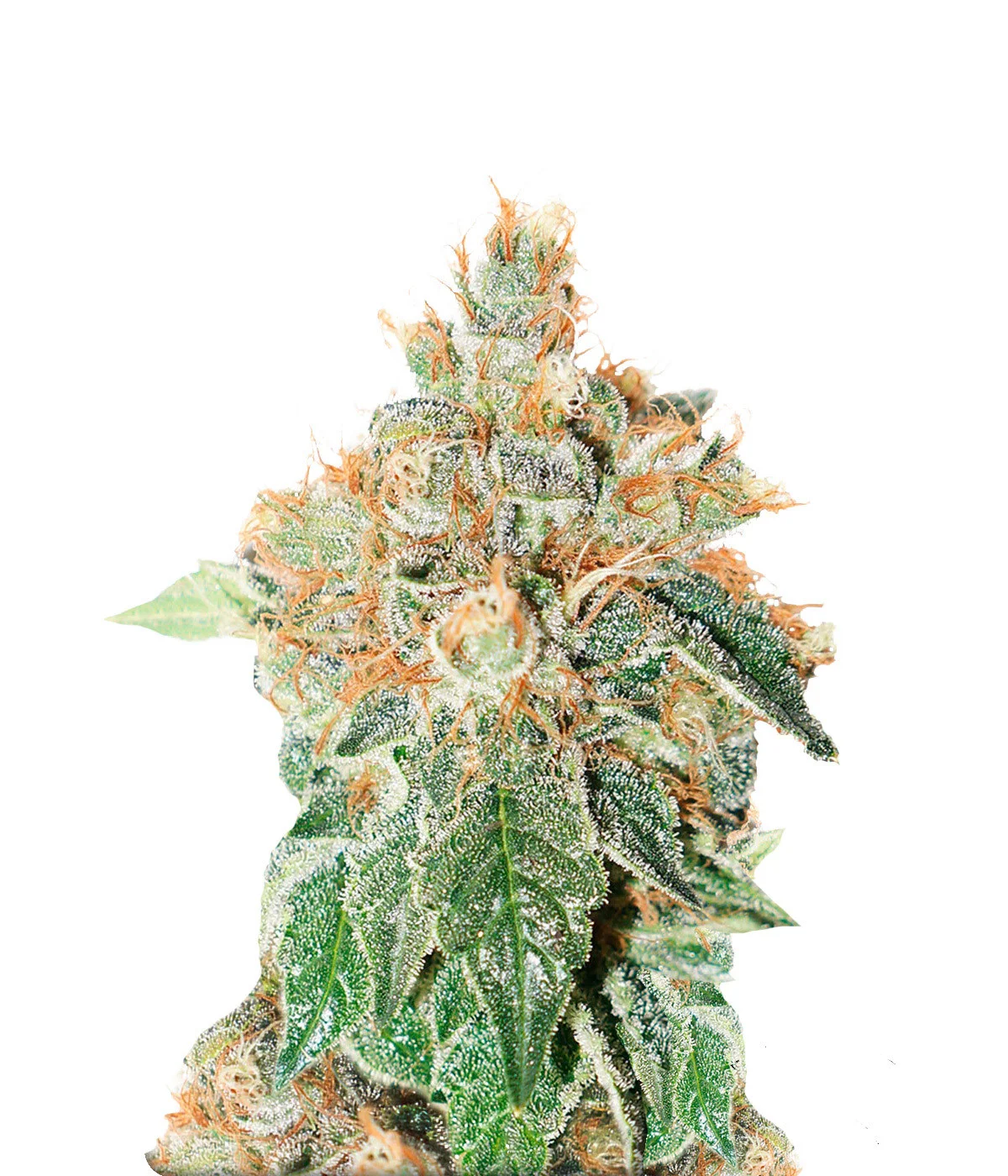 Medusa F1 Auto