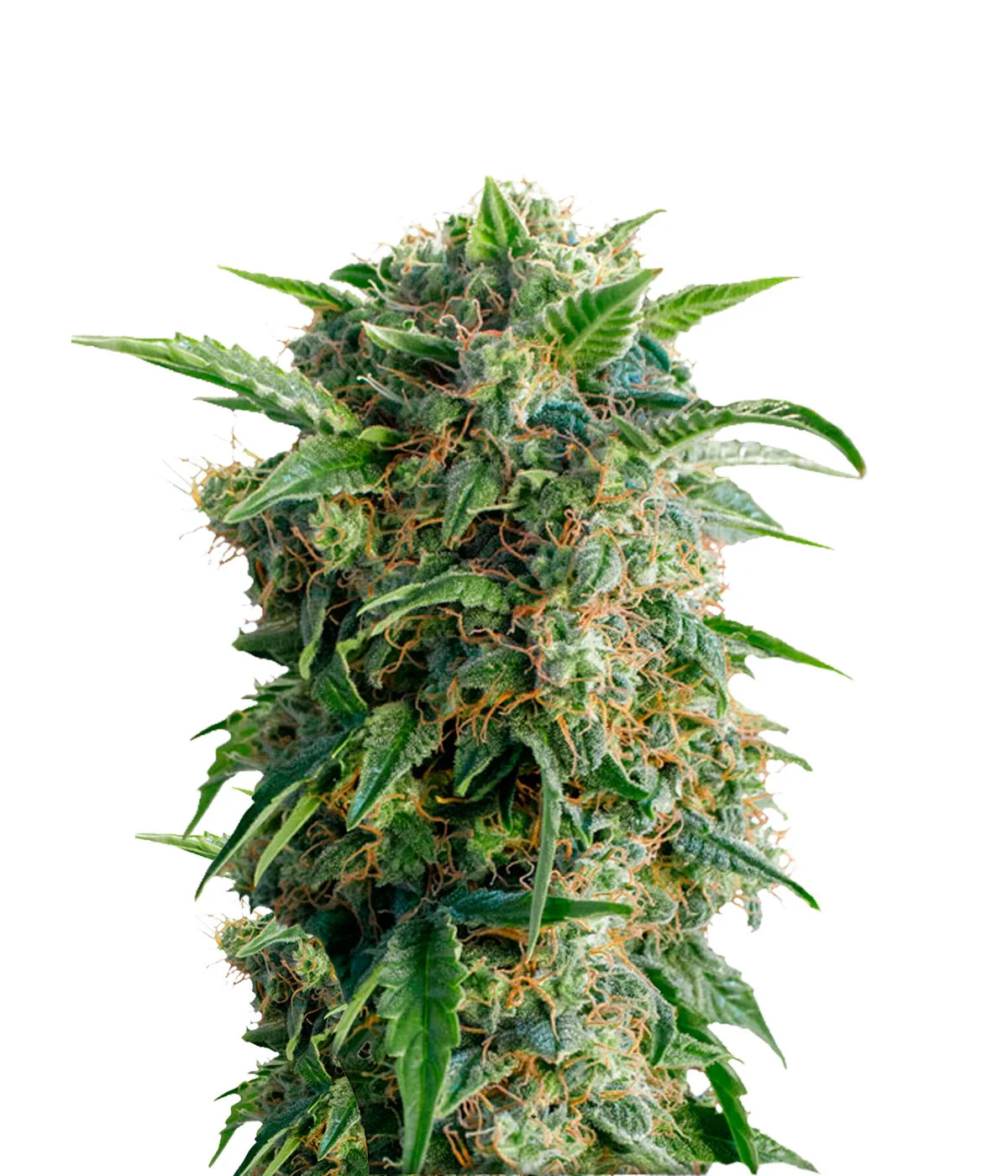 Melon Gum