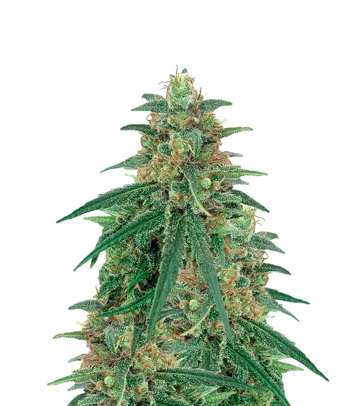 Tangie Regular