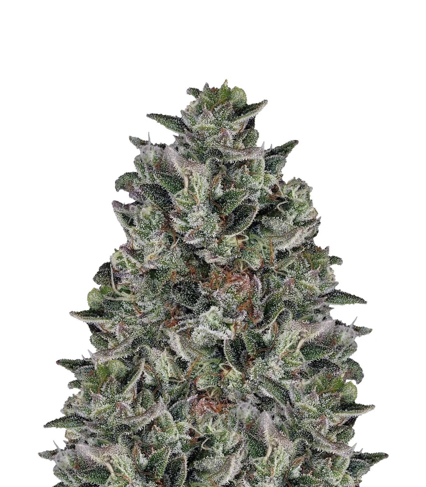 Afghan Hash Plant Regular