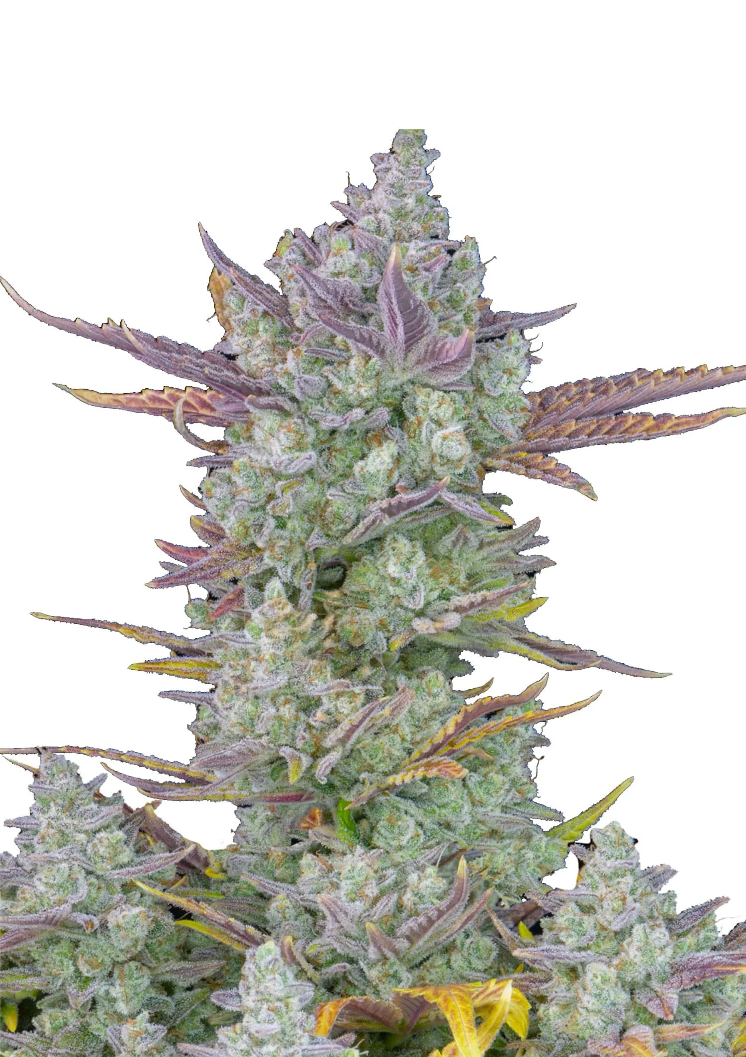 Red Devil Auto