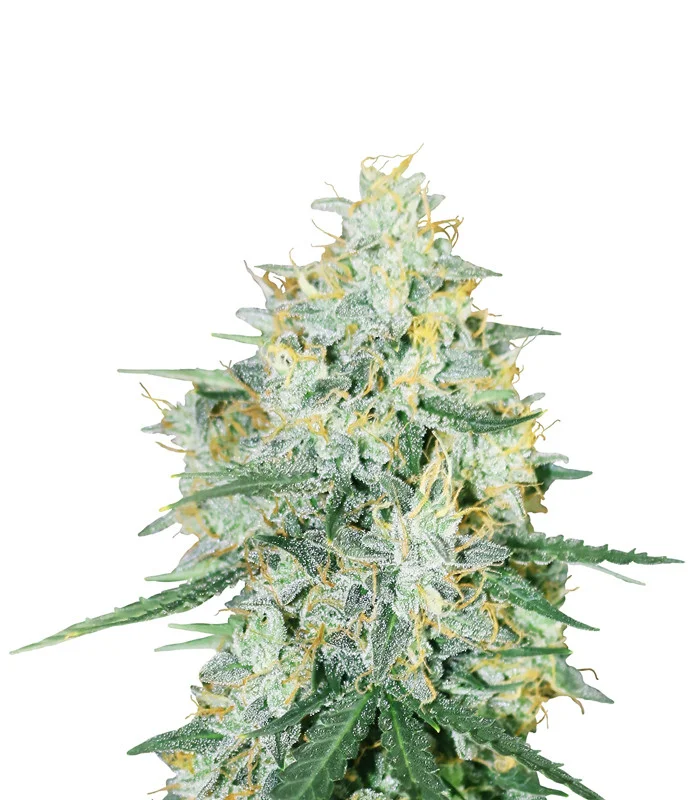 Mimosa x Orange Punch