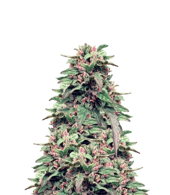Black Jack