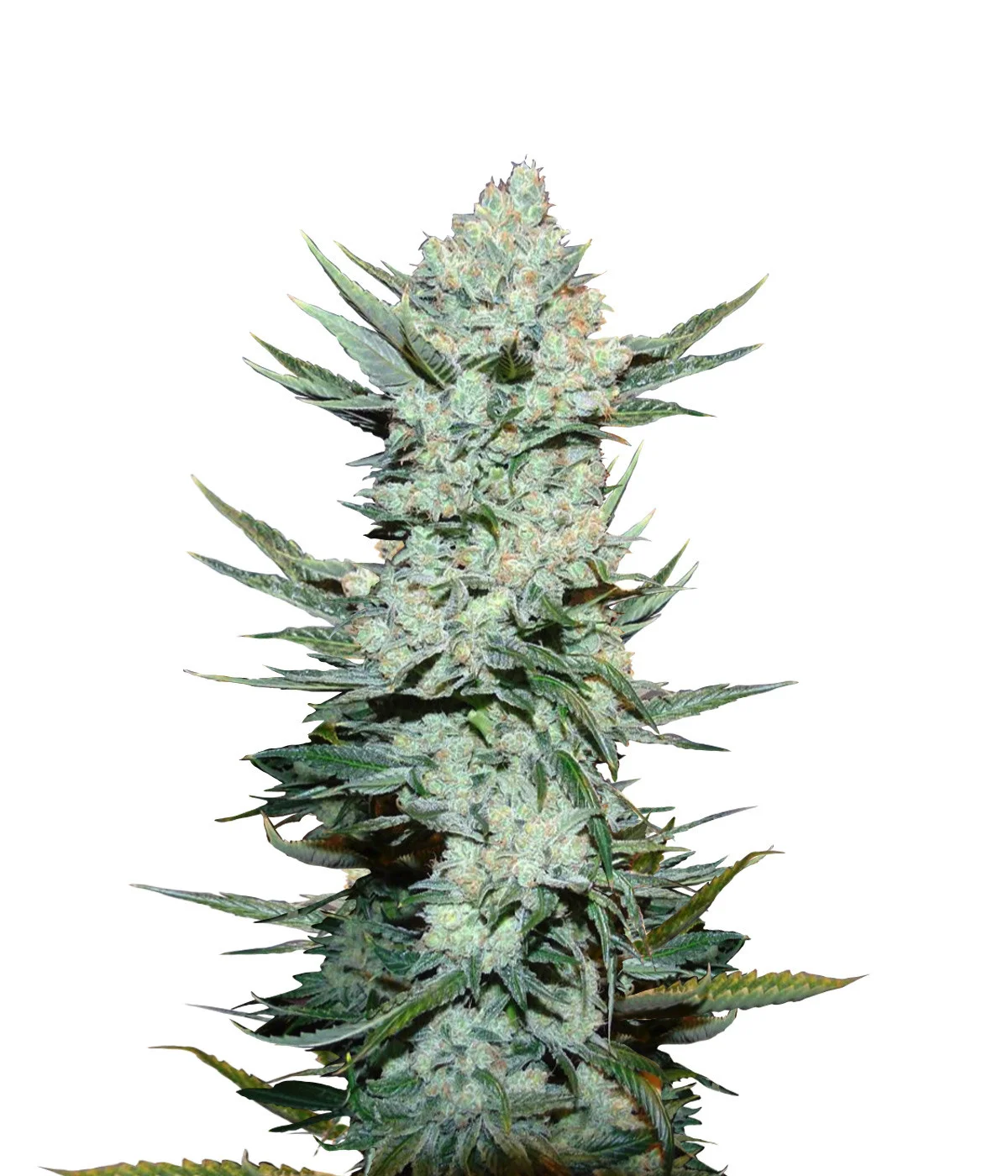 Skunk1