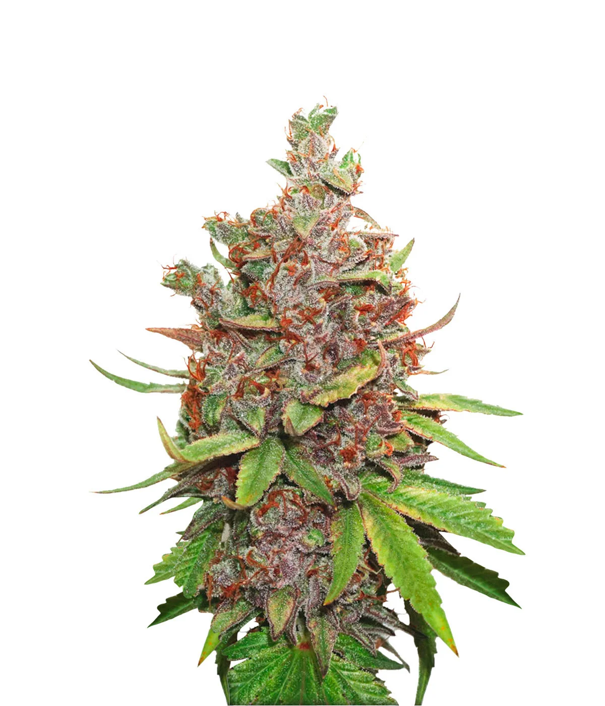 Mexican Haze