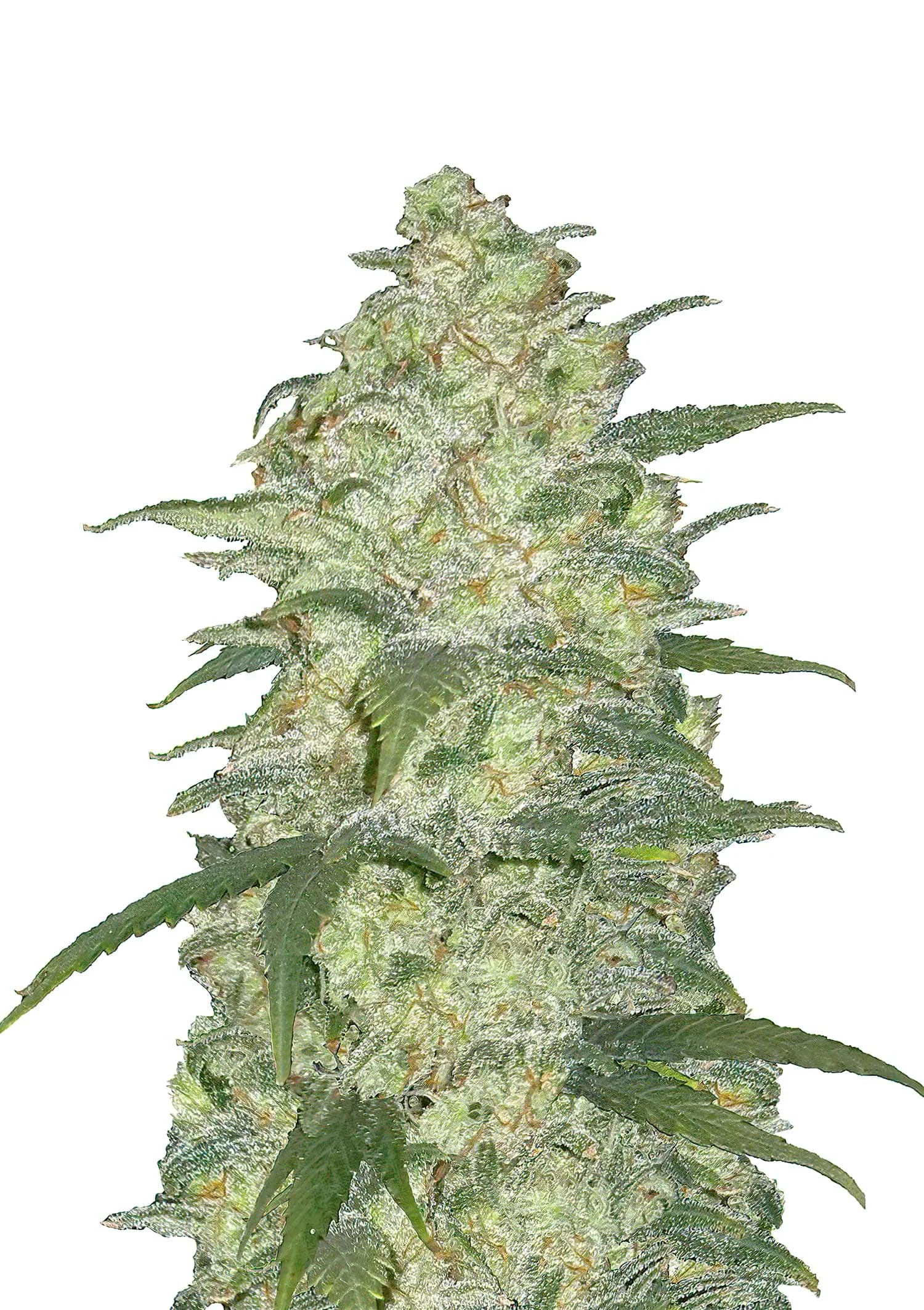 Presidential OG