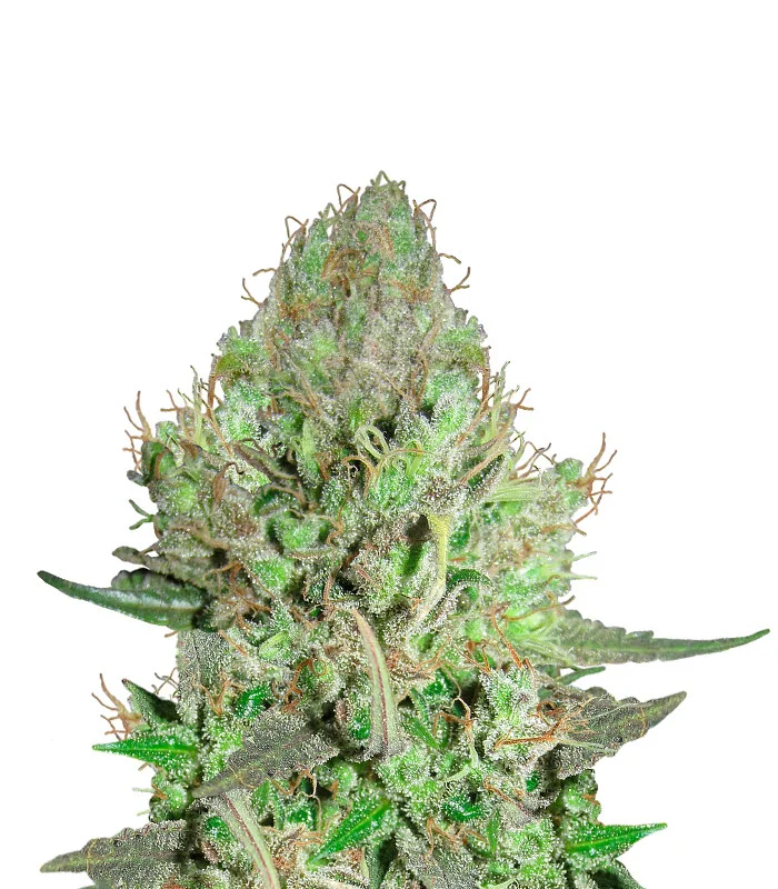 Alien Gorilla Glue Regular