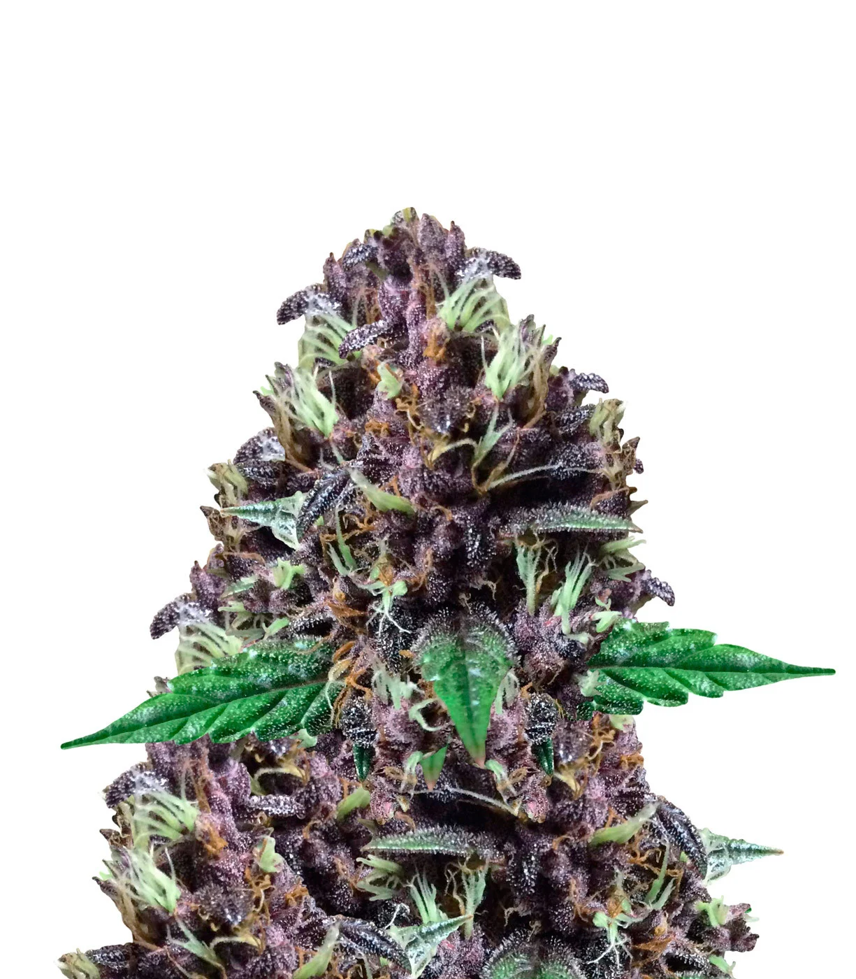 Cherry AK Auto