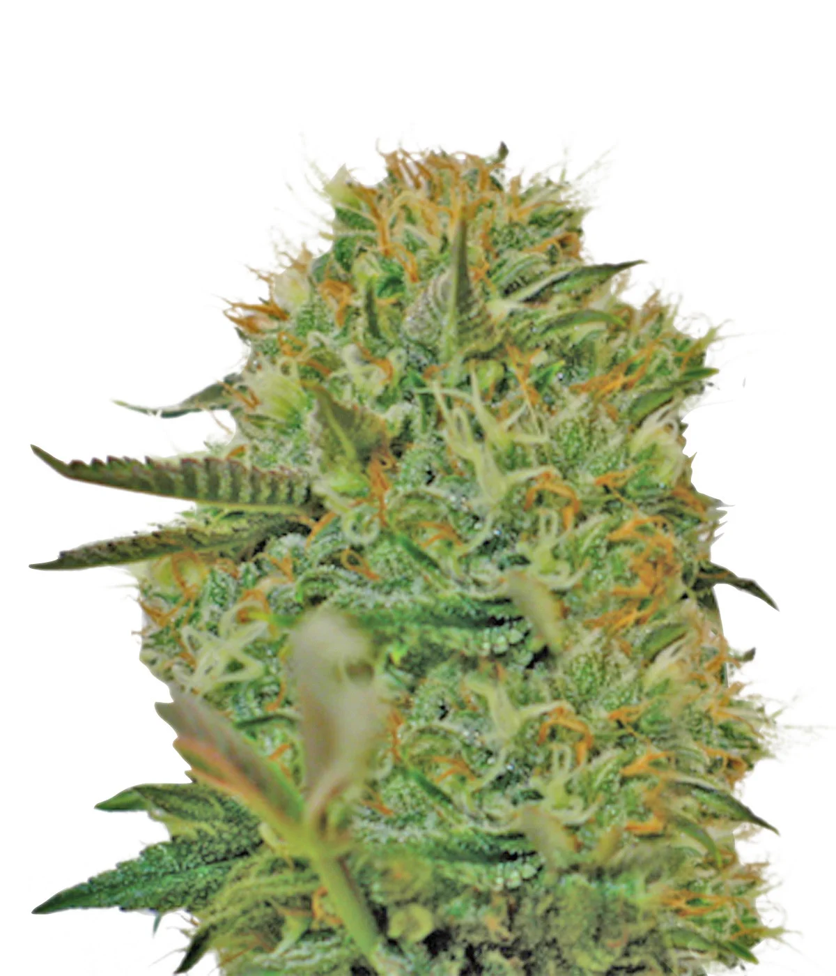 Big Devil Auto
